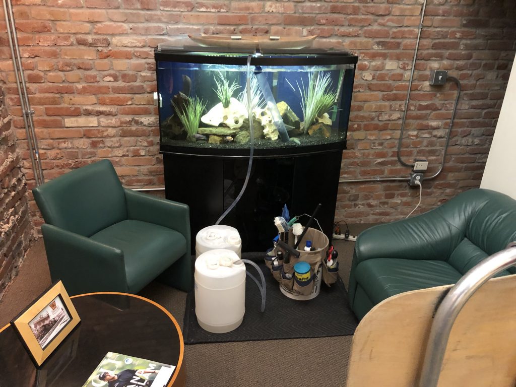 Freshwater aquarium