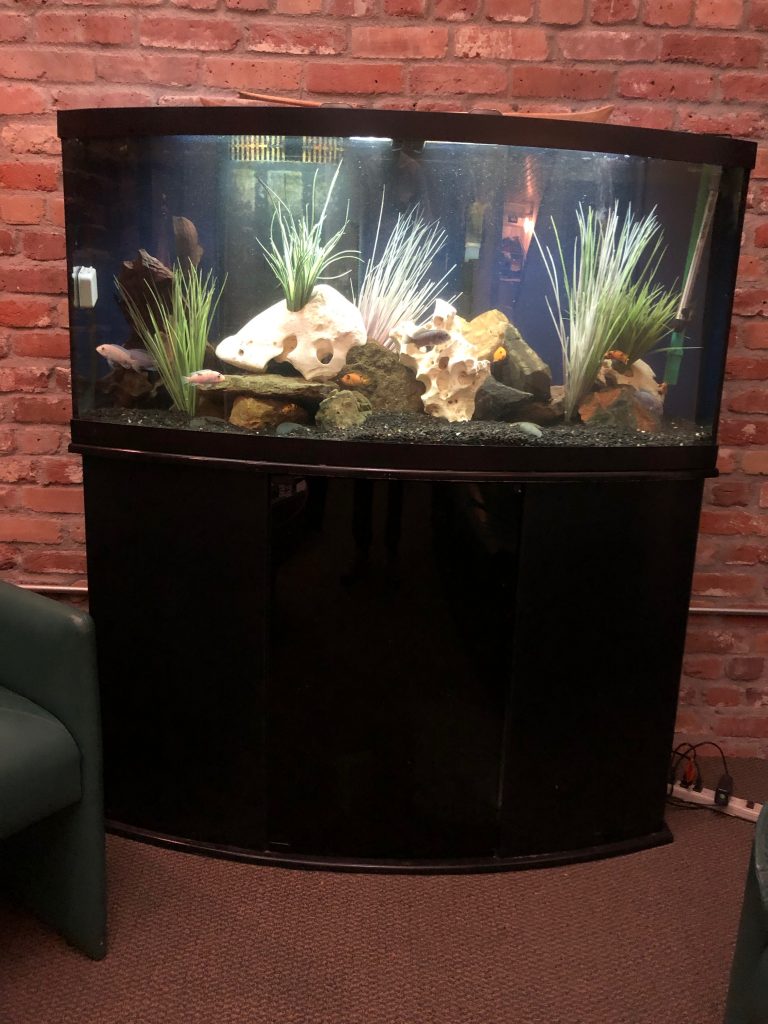 Professional aquarium maintenance