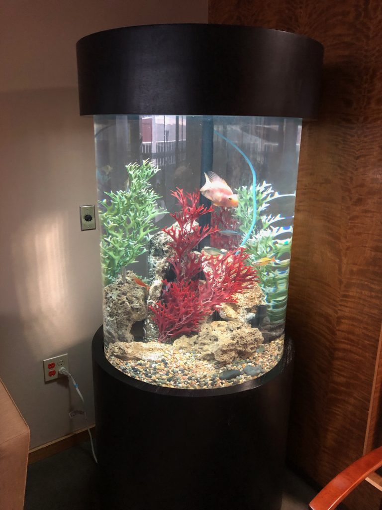 Tropical freshwater tank