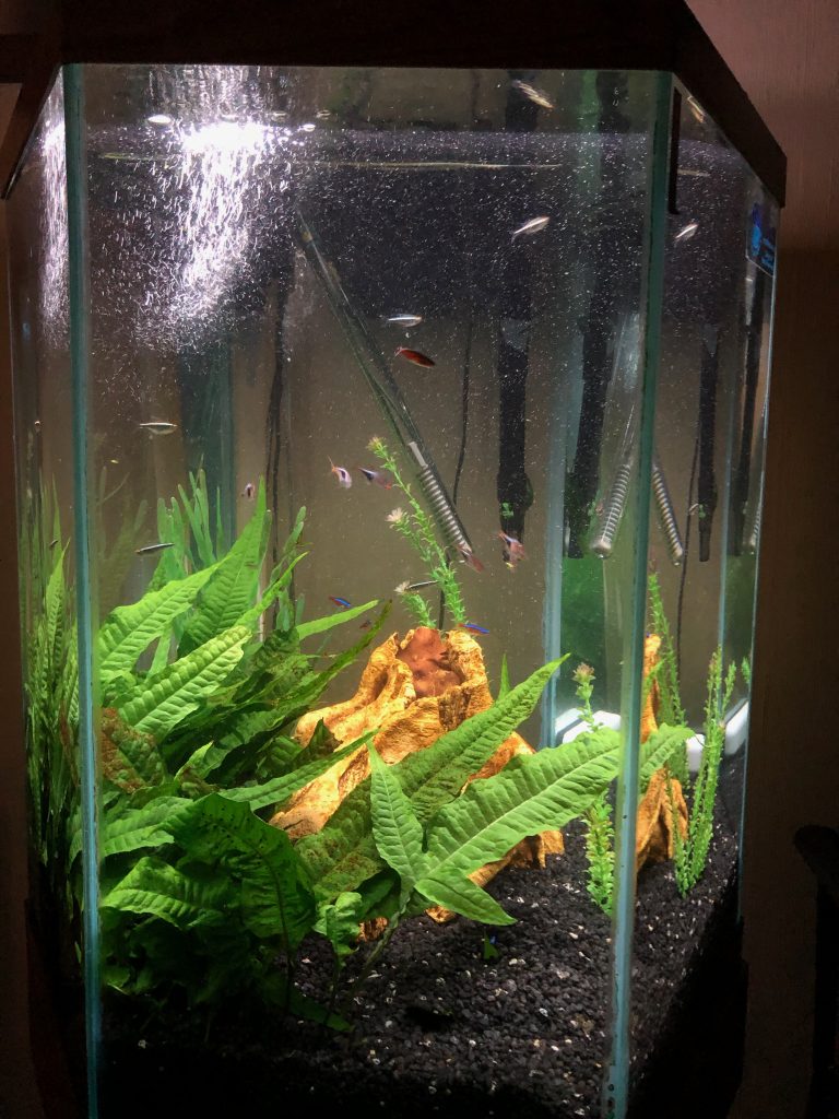 Beautiful aquarium setup